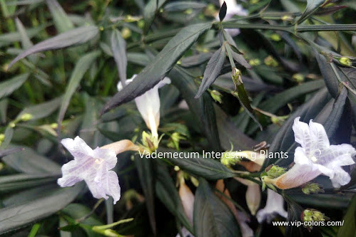 Strobilant kwiaty, Strobilanthes anisophyllus uprawa, Vademecum Interesting Plants, Strobilant zdjęcia, Strobilanthes anisophyllus care, rośliny wieloletnie, rośliny zimozielone, rośliny okrywowe, rośliny do miejsc cienistych, ogrodowe rośliny ozdobne, ciemne liście w ogrodzie, rośliny kwitnące zimą, rośliny kwitnące wiosną, kwiaty białe inny kształt, krzewy o ciemnych liściach,