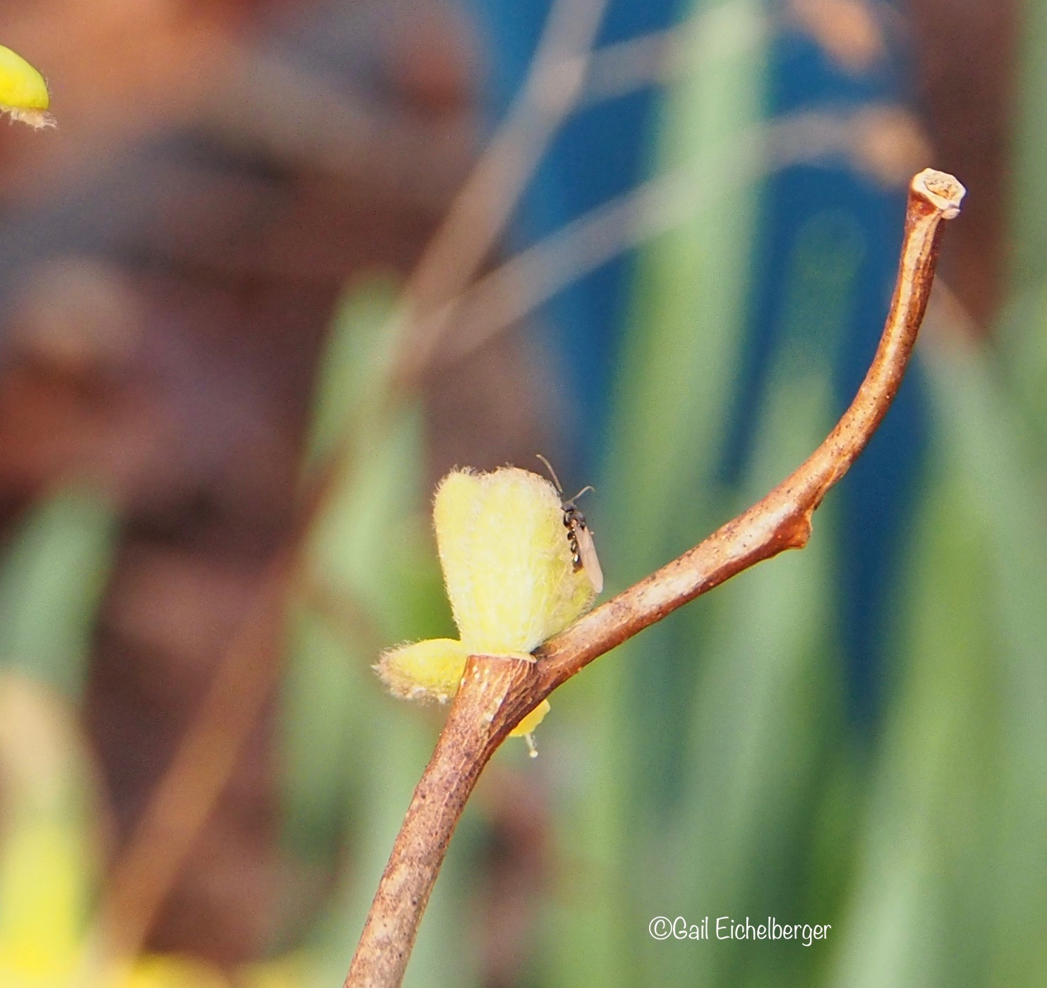 Totally Sustainable Edible Wild Plants Lindera Benzoin