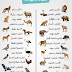 أصوات الحيوانات في صورة أصوات الحيوانات في صورة