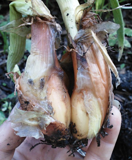 twin onions from original bulb