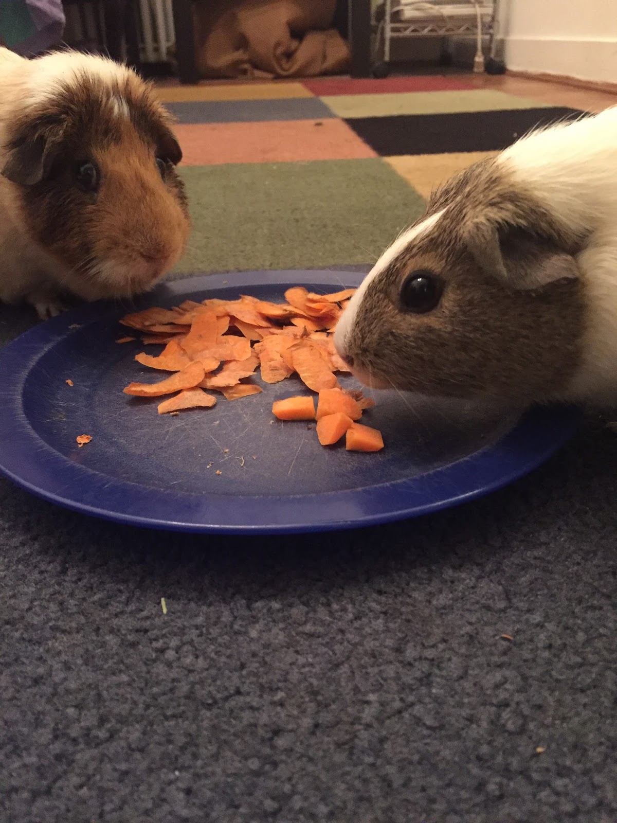 Cavy Savvy A Guinea Pig Blog Can Guinea Pigs Eat Atlas Carrots?