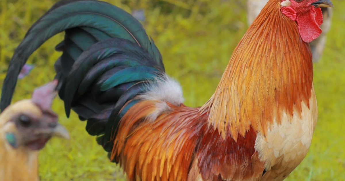 Yayank Photography: AYAM JANTAN DAN BETINA