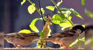 Two sparrow funny story in english