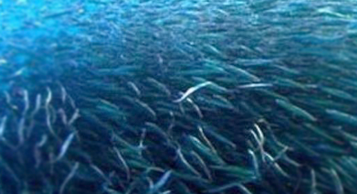 Ikan Salmon Hidup Penuh Perjuangan Setelah Menempuh Perjalanan Panjang Akhirnya