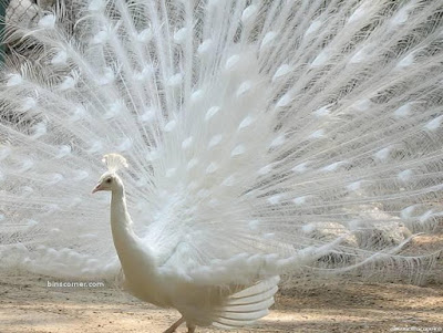 Burung Merak Albino