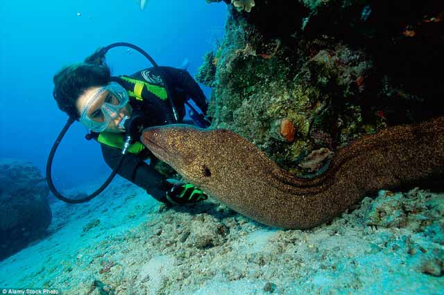 10 Foto Dasar Laut Mengerikan ini Dijamin Membuat Bulu Kuduk Berdiri 10 Foto Dasar Laut Mengerikan ini Dijamin Membuat Bulu Kuduk Berdiri