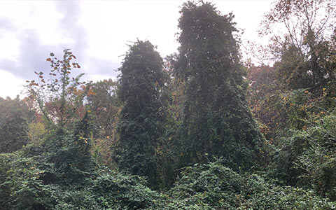 Kudzu vines overgrowing trees