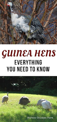 guinea hens as pets