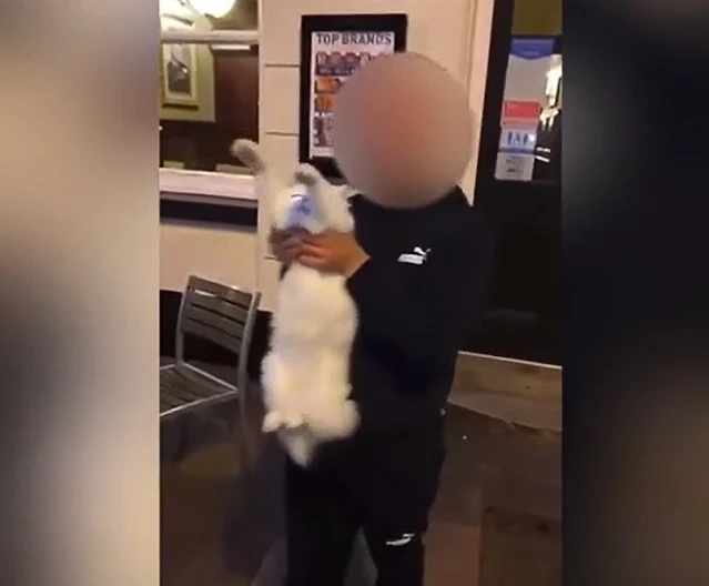 'Robbed your cat, come get it back': Video shows thugs snatching a 'terrified' cat and goading its owner
