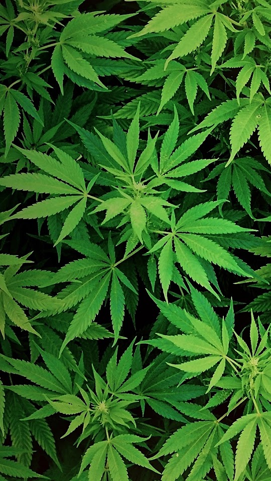 Mary Jane Green Leaves  Android Best Wallpaper