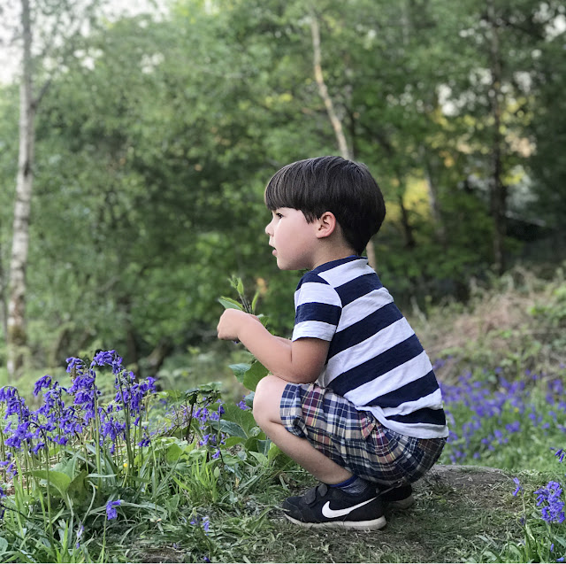 bluebells 