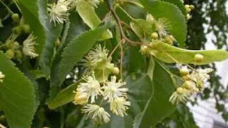 Plantas medicinais que controlam ansiedade, estresse e insônia Plantas medicinais que controlam ansiedade, estresse e insônia