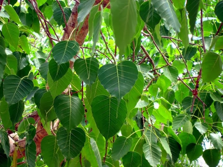 The Tree of Life Peepal (Ficus religious) The Healing Herbs of India