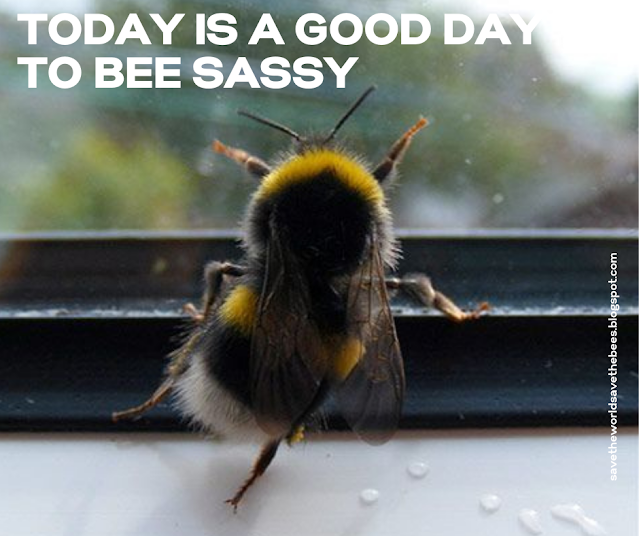 cute sassy bee meme