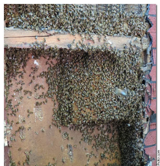 Randy & Meg's Garden Paradise: First beehive cut out today!
