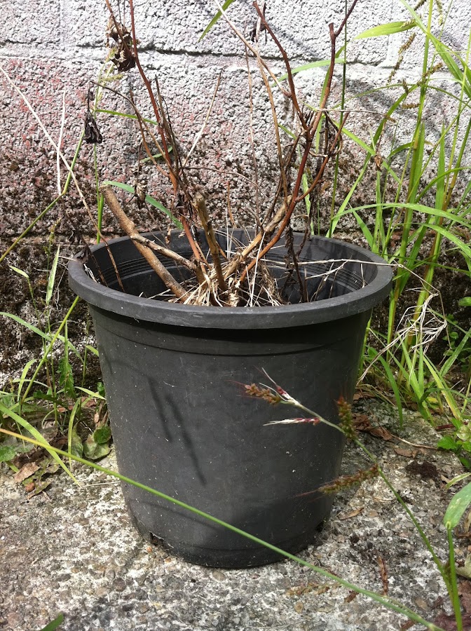 recuperando macetas | Bricolaje