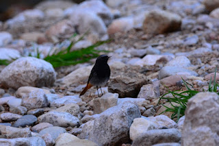 Phoenicurus ochruros - Rougequeue noir Phoenicurus ochruros - Rougequeue noir