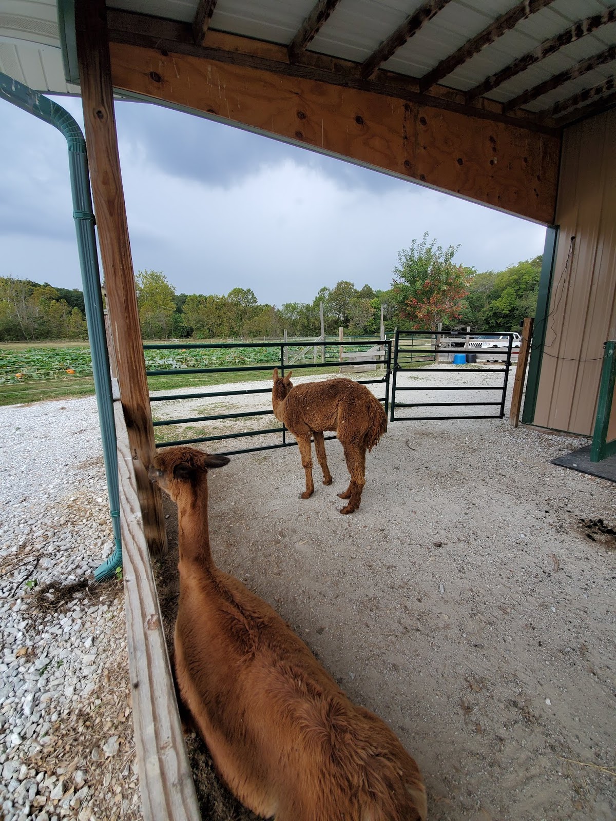 Play St. Louis Valley Farms, Foristell