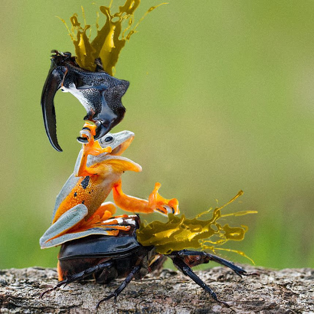 жаба жук. жук оглоед. жук геркулес. жаба жук. жук прыгун.