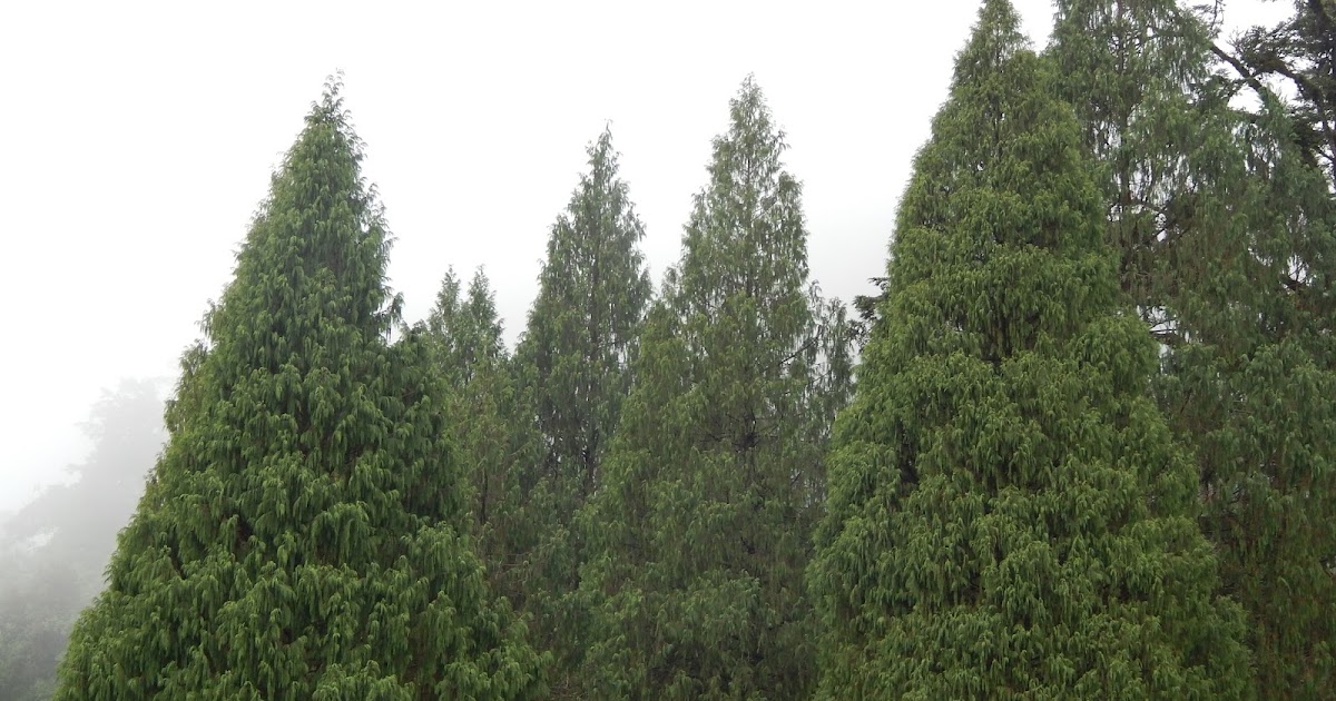 Journey to Paradise Trees and plants in Bhutan