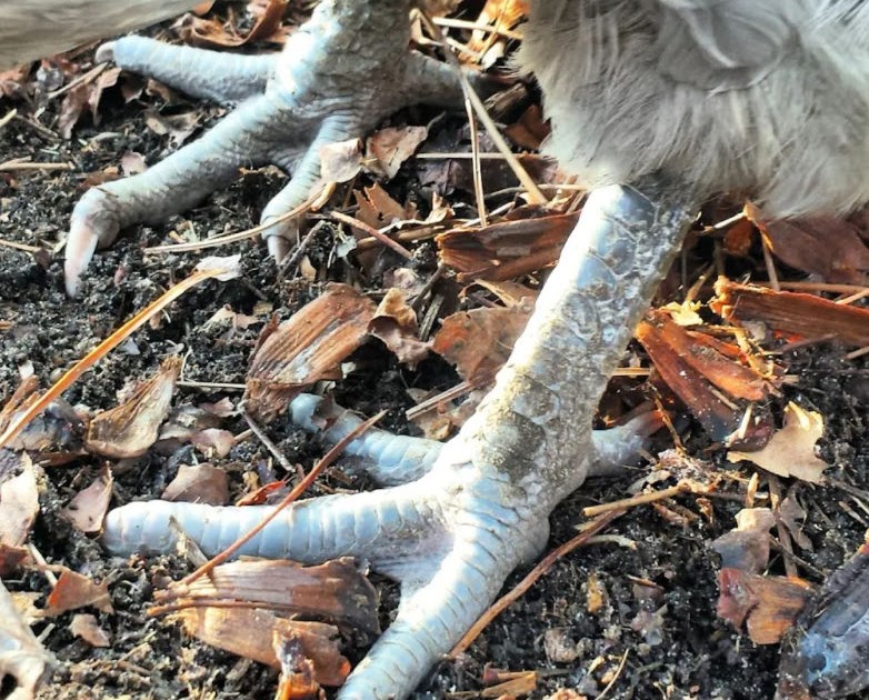 Scaly Leg Mites In Chickens Symptoms, Treatment, And, 44 OFF