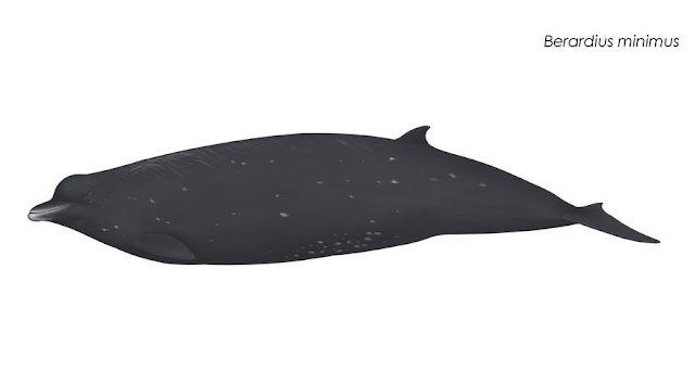 Minimus gagalı balinası