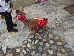 Dogs wearing Chinese coats.  Hmm