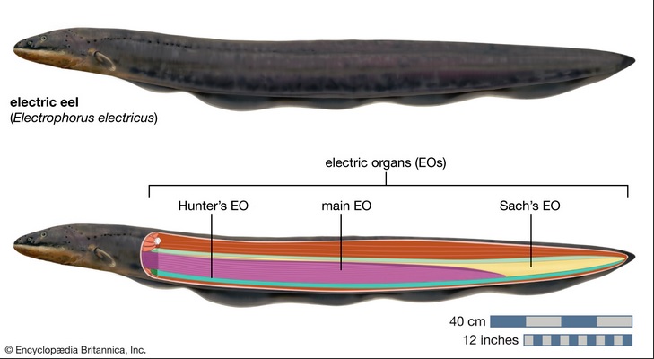 Electric Eel Diagram
