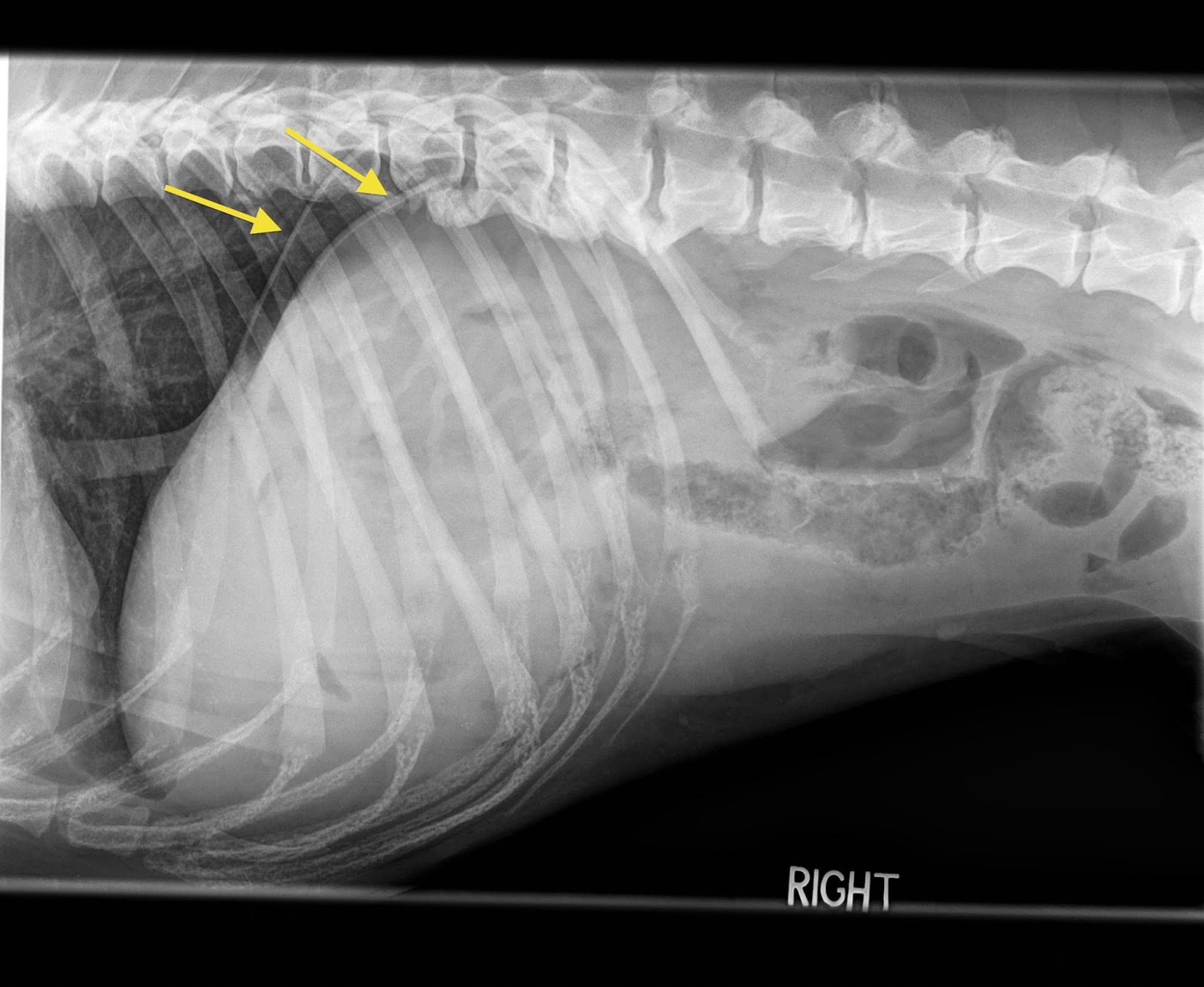 Veterinary Key Points: NSAID Induced Gastric Ulcers in Dogs