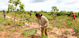 Planting Tres to Achieve Agricultural Sustainability and Better Farming Livelihoods