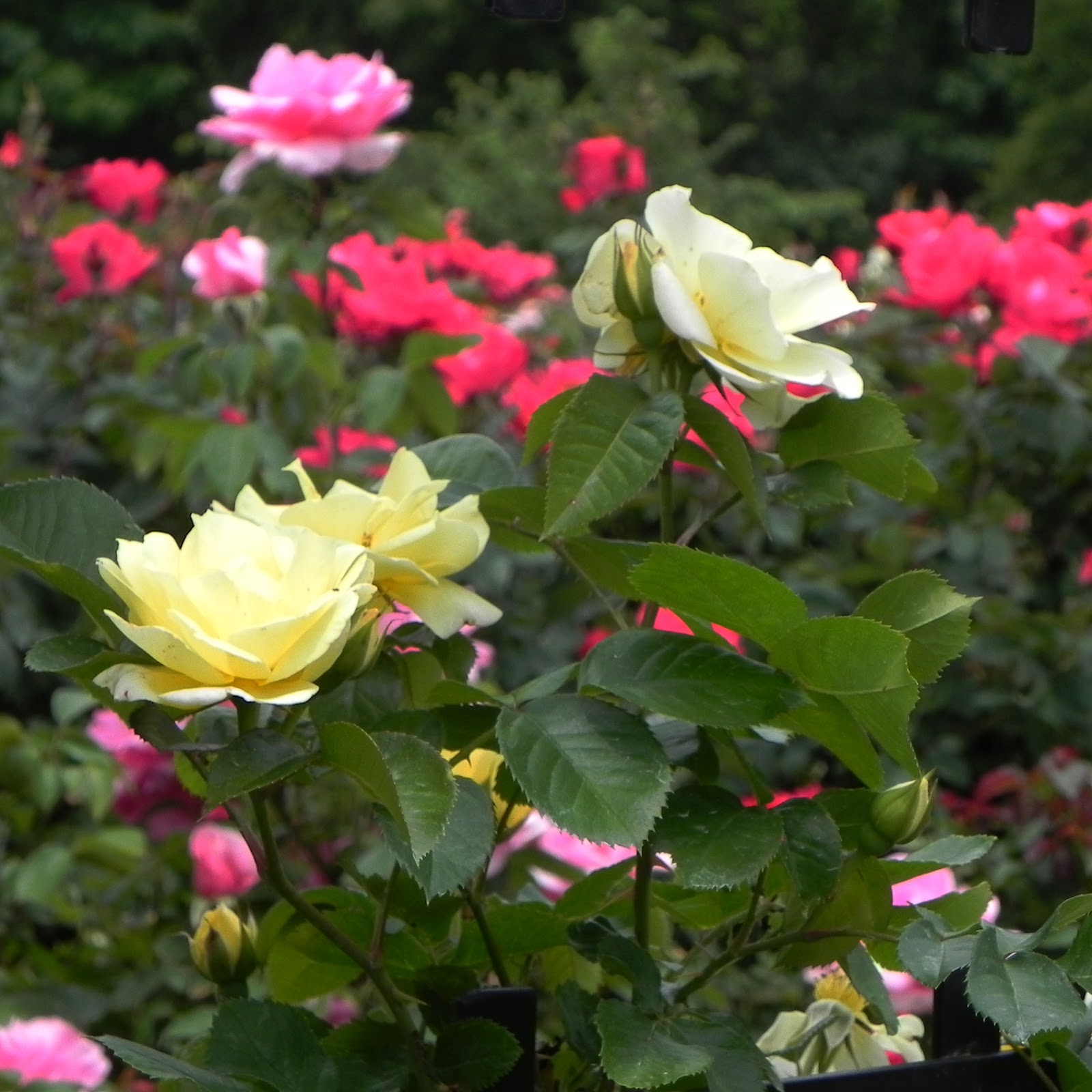 Power of the Flower: Rose Garden at Dow Gardens in Midland Michigan