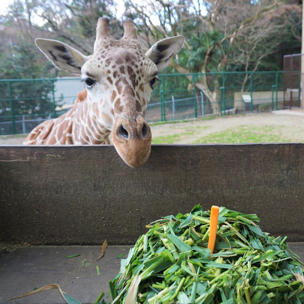 福岡市動物園ブログ アミメキリン ニコ が1歳になりました