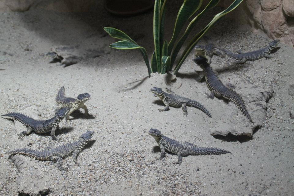 Horned lizards