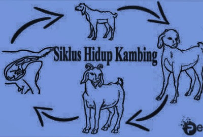 Daur Hidup Kambing Jenis Siklus Penjelasan Gambar