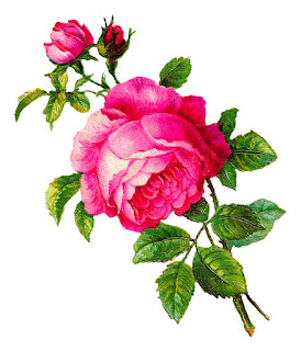 Antique Images: Digital Rose Illustration Pink Flower Botanical Clip Art