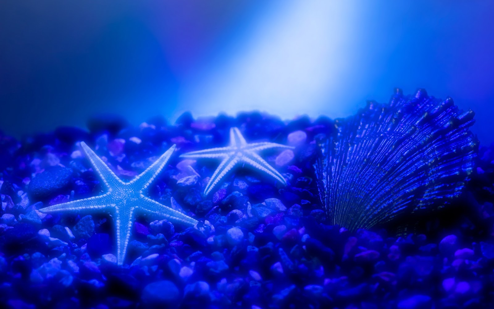 3D Animated Starfish | Huge Wallpapers Collection