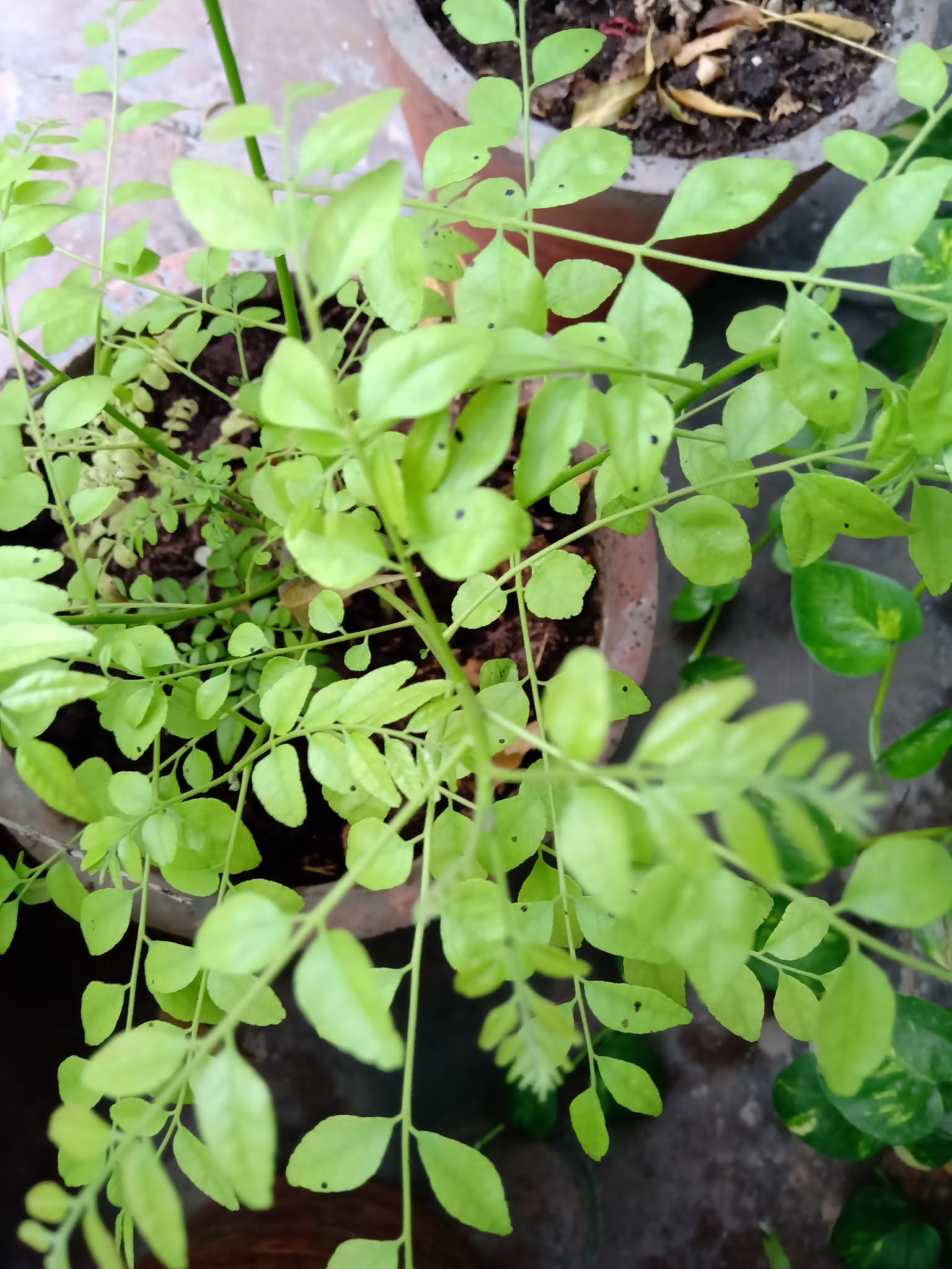 Benefits of neem tree picture