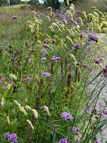 Toronto Botanical Garden Entry Walk Verbena bonariensis tall verbena by garden muses-not another Toronto gardening blog