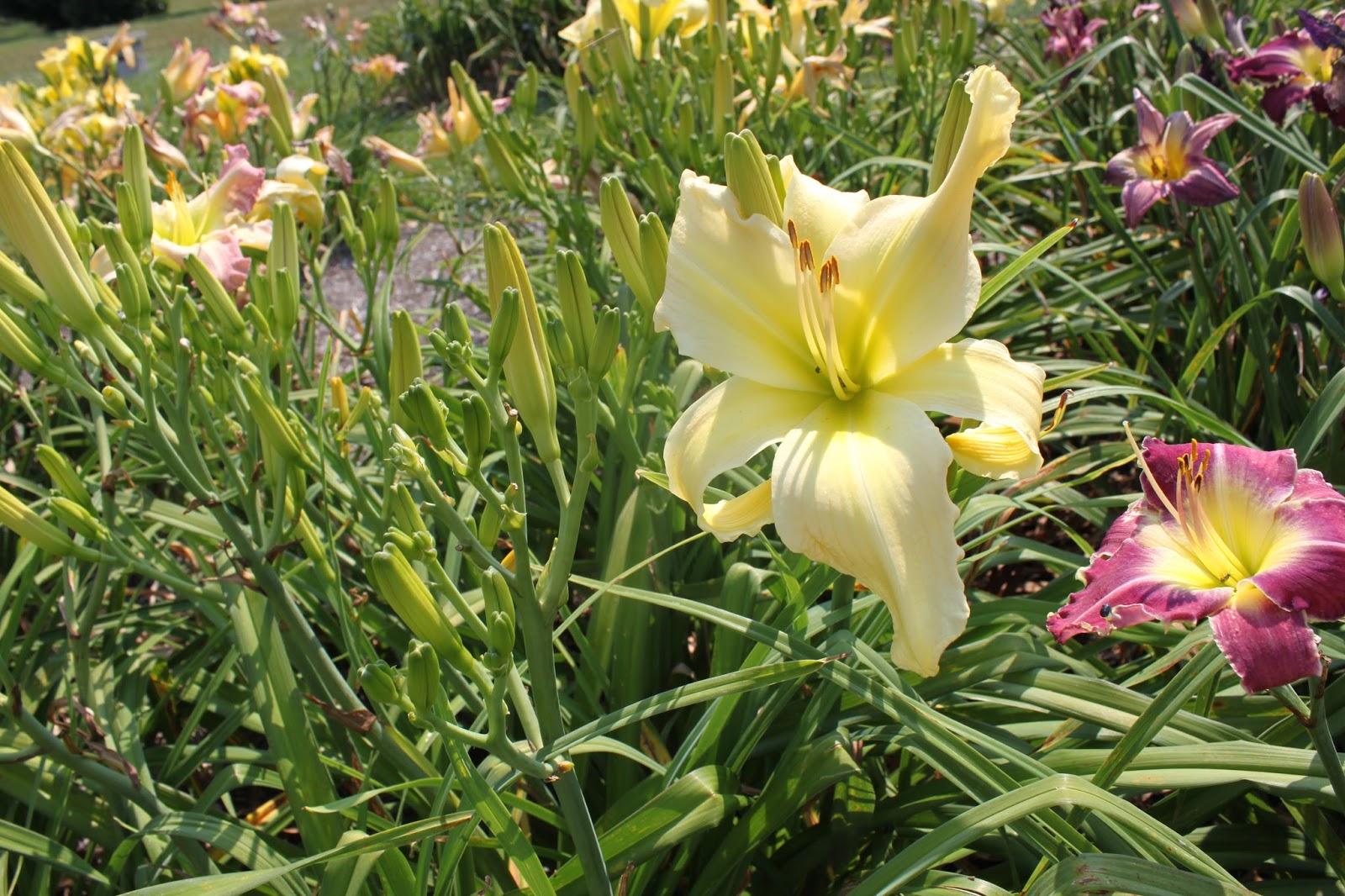 Lewis Daylily Garden: Great landscaping daylilies.