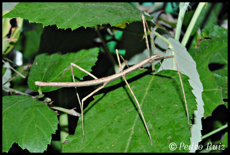 Ninfa macho L4 de Parapachymorpha zomproi, 5 cm de longitud Ninfa macho L4 de Parapachymorpha zomproi, 5 cm de longitud