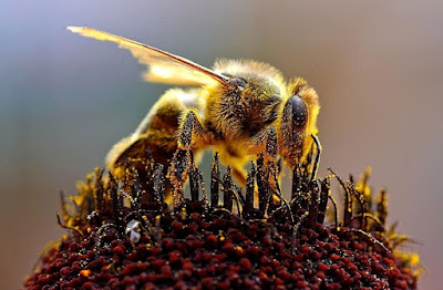 Επιλεγμένες μελισσοκομικές συμβουλές #9 e-Melissokomos.gr