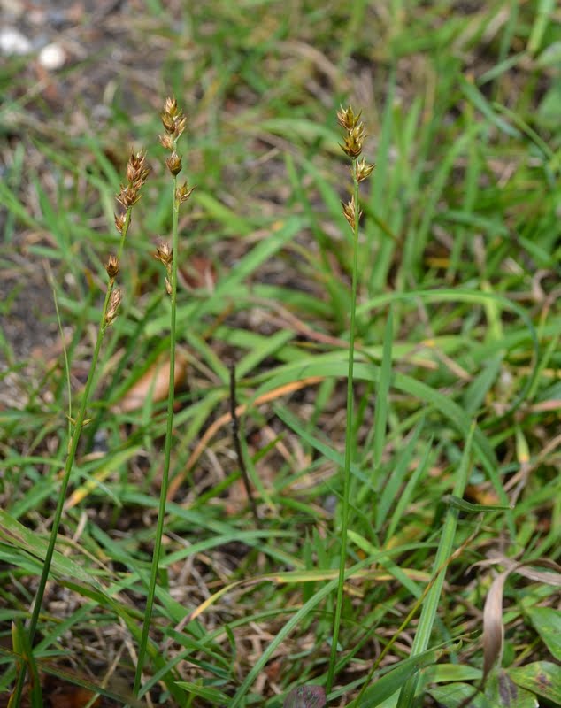 Walks among Flowers: Buckinghamshire: Prestwood to Naphill: Chiltern ...