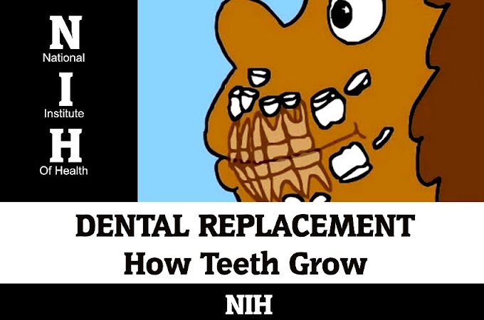 DENTAL REPLACEMENT: How Teeth Grow - NIH