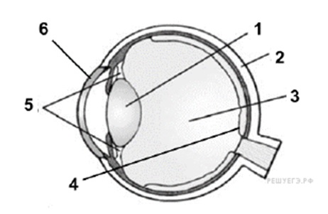 записать под цифрами строение глаза. записать под цифрами строение глаза. строение глаза человека егэ биология. структура глазного яблока схема. строение глаза человека схема.