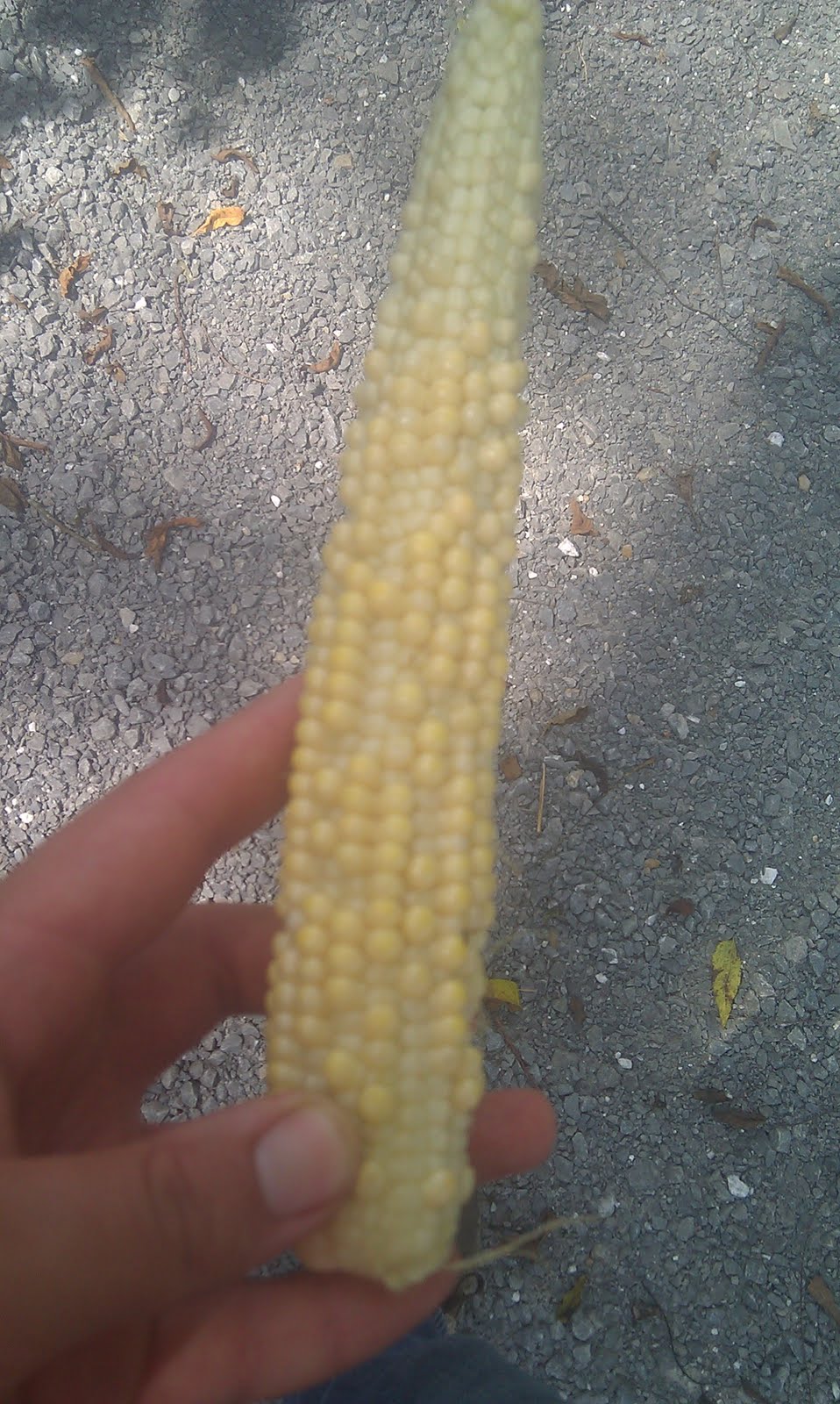 Grain Crops Update: Bad Pollination - Heat a Culprit