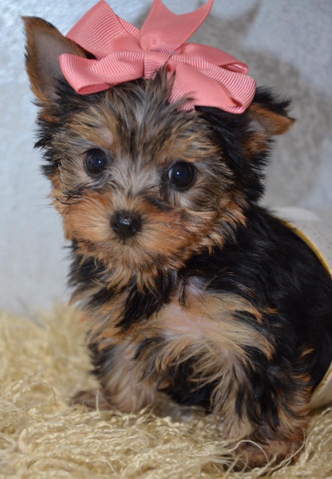 Alabama Toys & Teacups