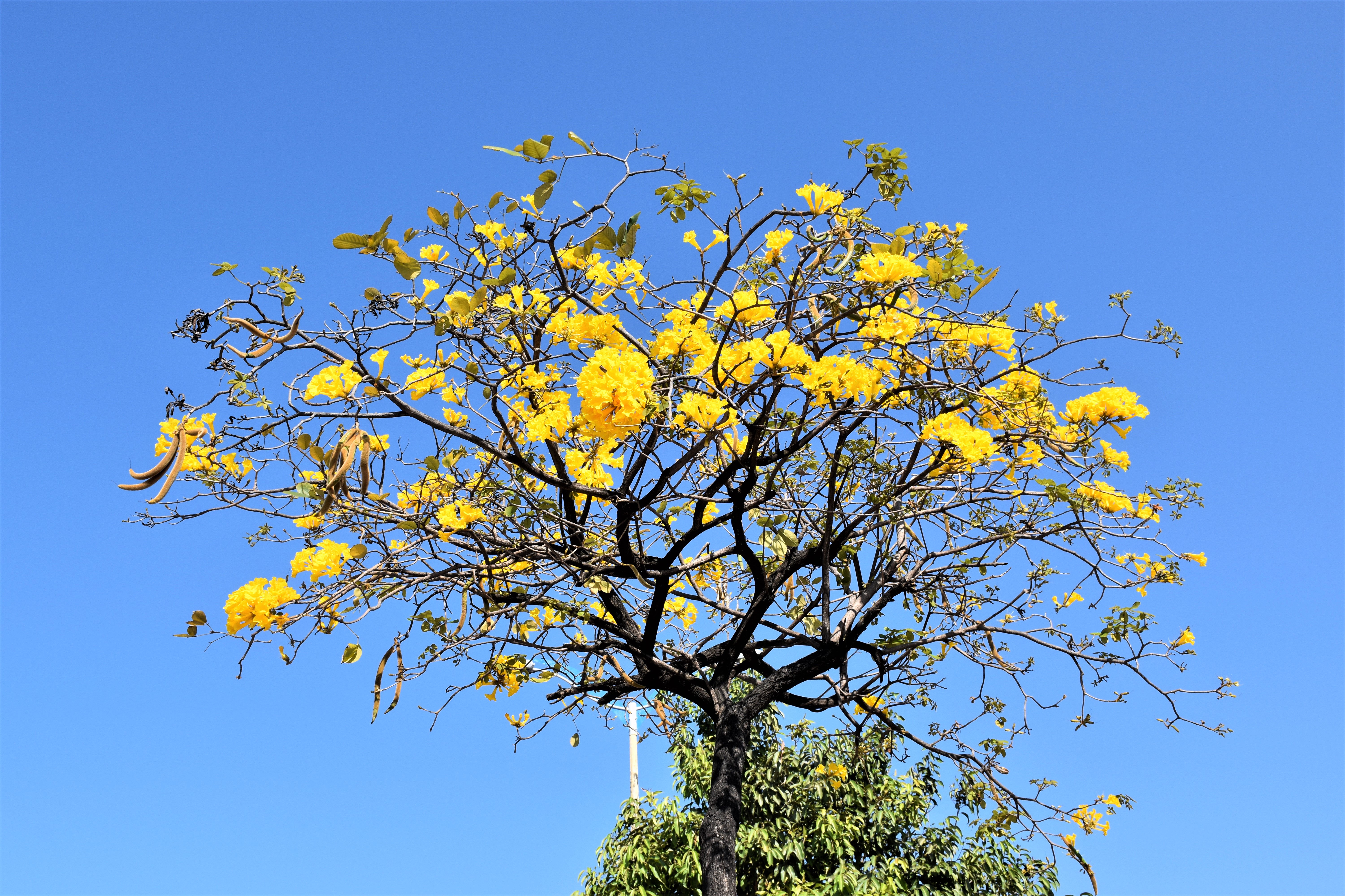 Ipê-Amarelo é decretado como Árvore Símbolo de Fortaleza