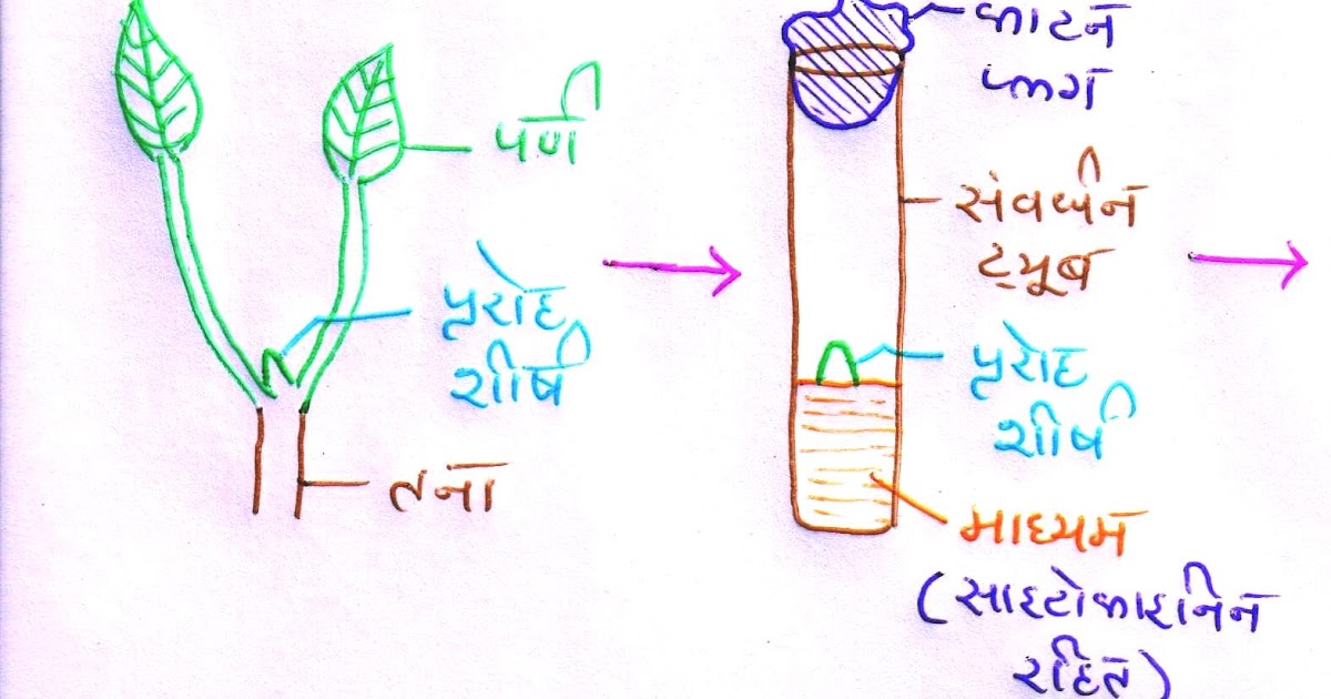 Micropropagation Definition, methods, stages of micropropagation and