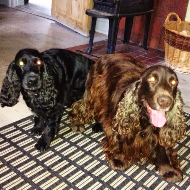 Kennel Cocker Delight Sheilas blogg 45 minuters hängning!