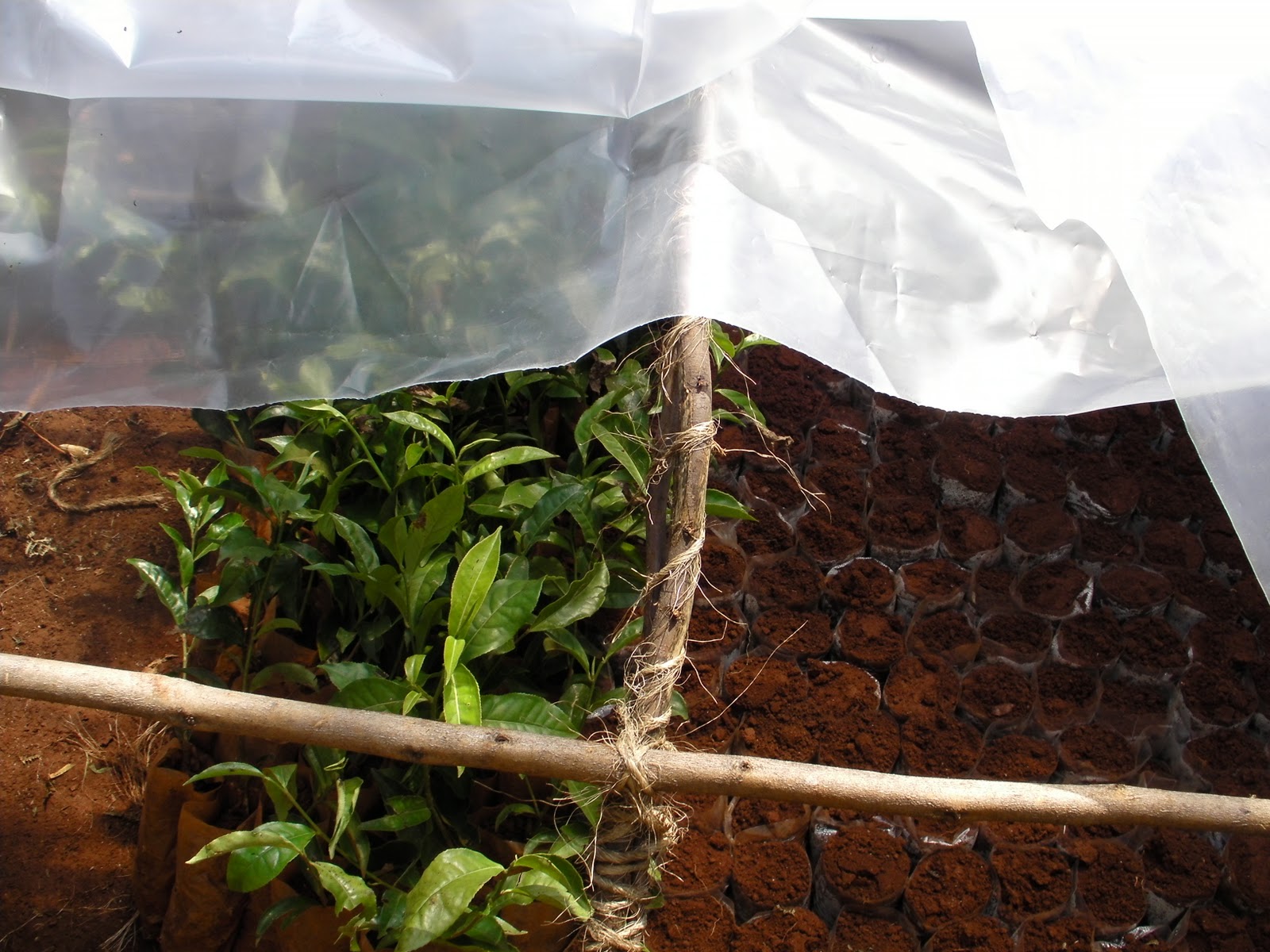 SMALLSCALE FARMING COMMERCIALIZED TEA NURSERY